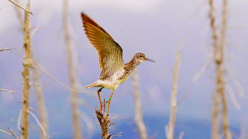 Nature Season 42 Episode 10 - Flyways