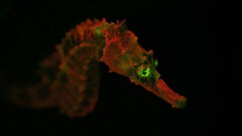 NOVA Season 43 Episode 14 - Creatures of Light