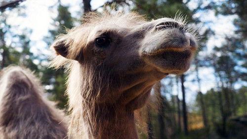 Dyrepasserne Season 12 Episode 8 - Episode 8