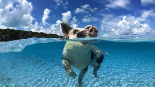 Reef School Season 1 Episode 6 - Piggyback Dash