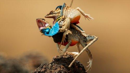 Seven Worlds, One Planet Season 1 Episode 2 - Asia