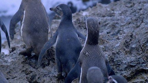 Penguins: Spy in the Huddle Season 1 Episode 3 - Growing Up