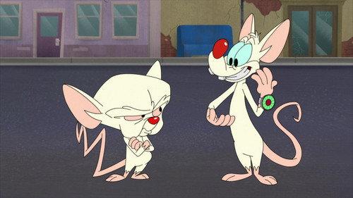Animaniacs Season 2 Episode 8 - Run Pinky Run