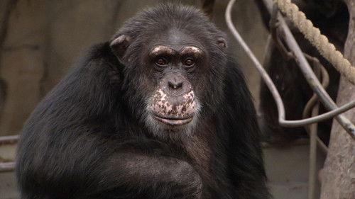 Dyrepasserne Season 10 Episode 10 - Episode 10