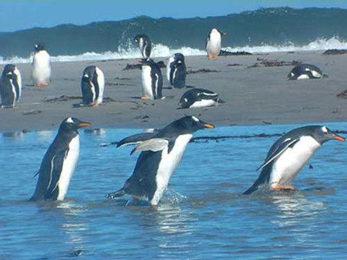 Wildest Islands Season 2 Episode 5 - Falkland Islands: Penguin Paradise