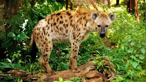 Malawi Wildlife Rescue Season 1 Episode 4 - Big Buck Chase