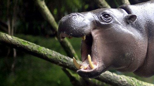 Natural World Season 34 Episode 5 - The Pygmy Hippo: A Very Secret Life