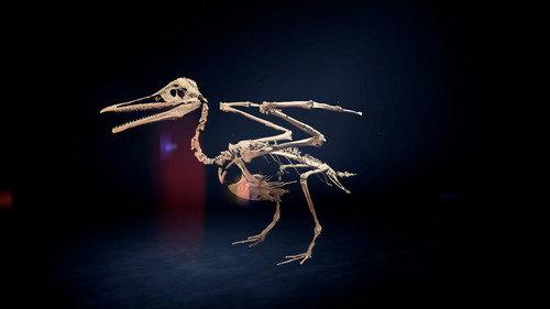 NOVA Season 52 Episode 3 - Dino Birds