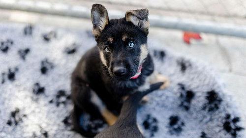 Dog Squad Puppy School Season 4 Episode 1 - Episode 1