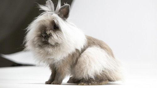 Nature Season 38 Episode 14 - Remarkable Rabbits