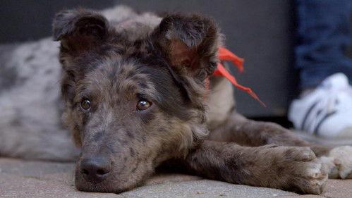 Couple with Dog Season 2 Episode 1 - Episode 1