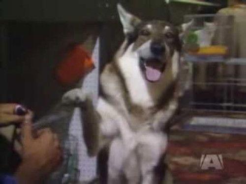 The Littlest Hobo Season 3 Episode 7 - The Hero