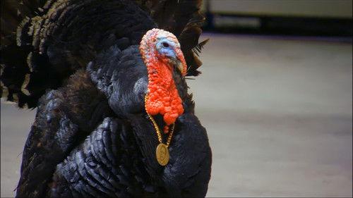 MasterChef Season 4 Episode 19 - Top 7 Compete Again