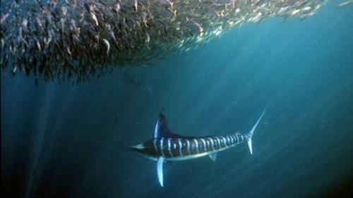 Natural World Season 27 Episode 15 - Superfish