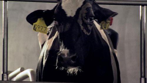 Modern Marvels Season 15 Episode 1 - Milk