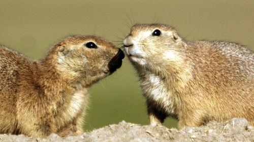 Natural World Season 29 Episode 11 - Prairie Dogs - Talk of the Town