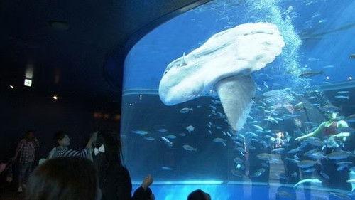 Document 72 Hours Season 4 Episode 14 - In Front of a Giant Manbow