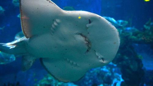 Magic of Disney's Animal Kingdom Season 1 Episode 7 - The Big Egg Switcheroo