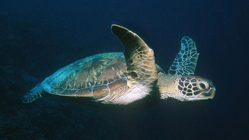 Nature Season 25 Episode 10 - Voyage of the Lonely Turtle