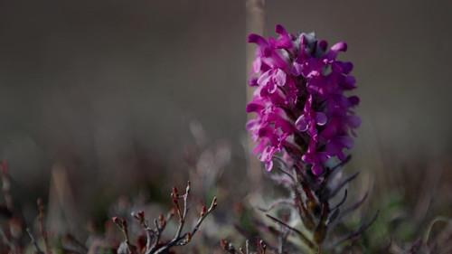 Life Below Zero Season 23 Episode 20 - The Last Snow