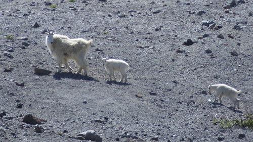 Oregon Field Guide Season 28 Episode 7 - Mountain Goat Survey, Blue Mountain Wildlife and Vaux's Swift Chimneys