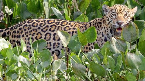 Brazil Untamed Season 1 Episode 10 - The Pantanal
