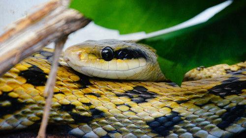 Nature Season 14 Episode 12 - Victims of Venom