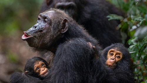 Chris Packham's Animal Einsteins Season 1 Episode 2 - Communicators