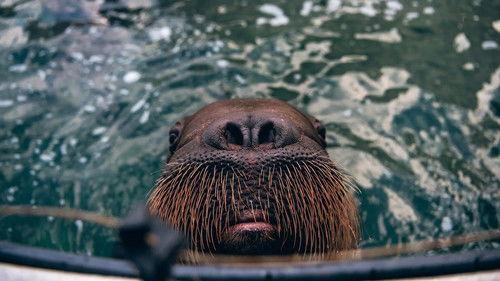 The Nature of Things Season 60 Episode 14 - The Last Walrus