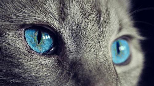 Ulisse - Il piacere della scoperta Season 14 Episode 7 - Animali o compagni di vita