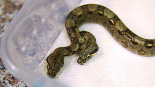 Dr. K's Exotic Animal ER Season 5 Episode 1 - Two Heads Are Better Than One