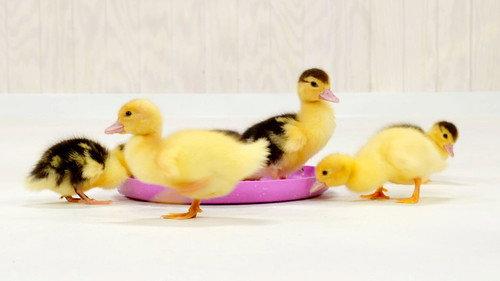 Mini Kids Season 2 Episode 2 - Episode 2