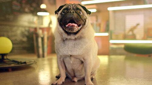 Mystery Lab Season 1 Episode 4 - From Wolf to Dog