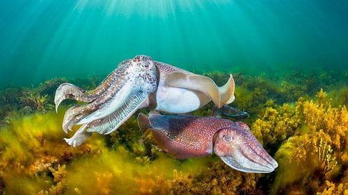 Chris Packham's Animal Einsteins Season 1 Episode 5 - Con Artists