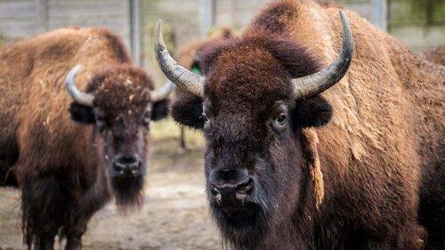 The Zoo Season 1 Episode 3 - Walk on the Wild Side