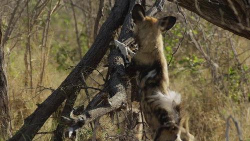 Africa's Deadliest Season 4 Episode 2 - Mob Rule