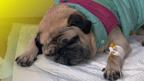 Zembla Season 31 Episode 4 - Einde van de rashond: 15 jaar later