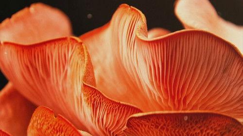 Vetenskapens värld Season 44 Episode 13 - Episode 13