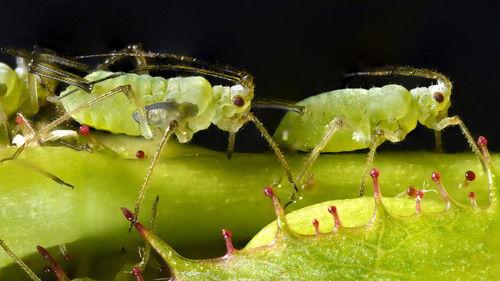 David Attenborough's Natural Curiosities Season 2 Episode 1 - Virgin Birth