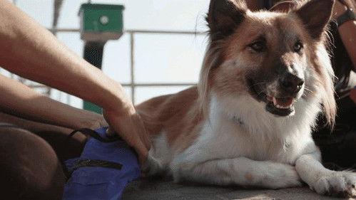 The Wizard of Paws Season 2 Episode 5 - Frida