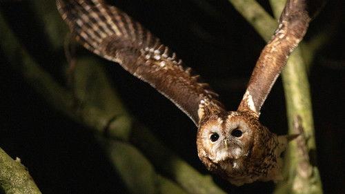 Nature Season 42 Episode 14 - Raptors - A Fistful of Daggers: Extreme Lives