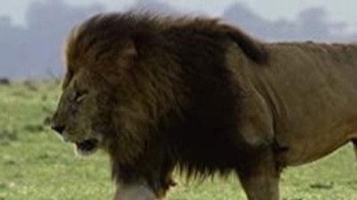 The Secret Lives Of Big Cats Season 1 Episode 4 - The Secret Lives of Lions