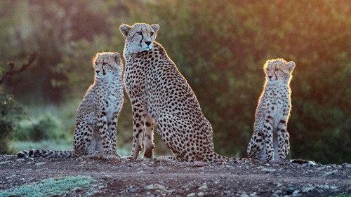 A Year on Planet Earth Season 1 Episode 2 - Spring