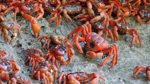 Nature Season 38 Episode 17 - Spy in The Wild 2: The Islands