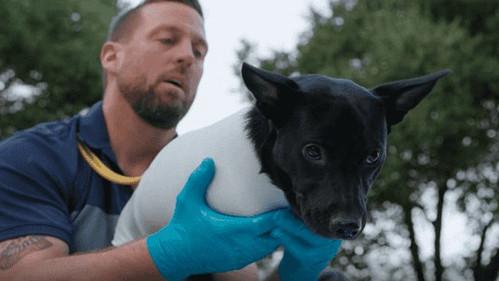 The Wizard of Paws Season 2 Episode 4 - Shadow