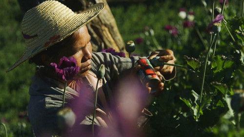 Foreign Correspondent Season 25 Episode 4 - Poppyland