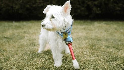 The Wizard of Paws Season 4 Episode 3 - Mission: Im-paw-sible