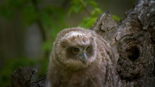 Wild Russia Season 1 Episode 4 - Caucasus