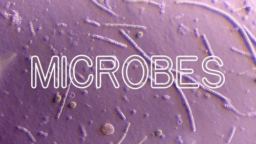 Frick, I Love Nature Season 1 Episode 4 - How Microbes Rule Your World