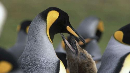 Wild Chile Season 1 Episode 1 - Ends of the Earth